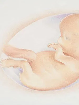 Desarrollo del embarazo en su tercer mes