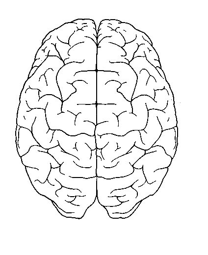 Desenhos do Cérebro Humano para Colorir