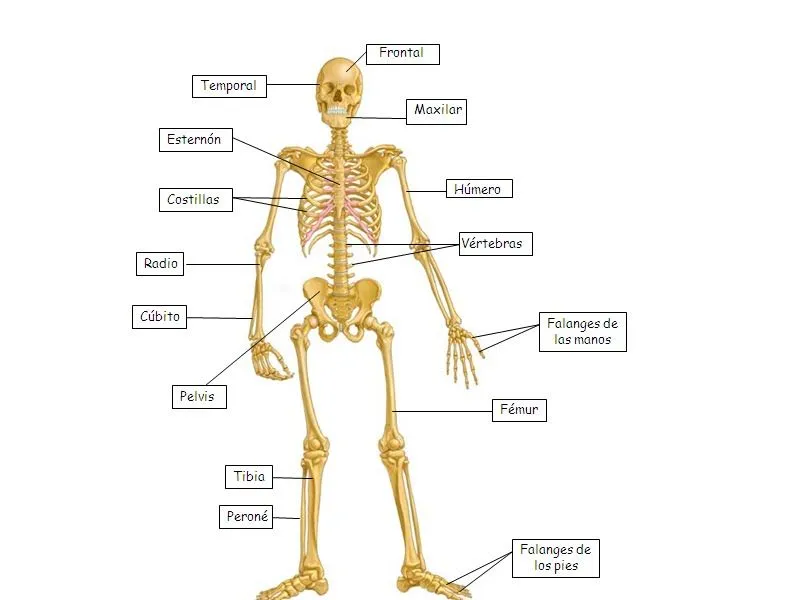 Esquema del esqueleto humano con sus nombres - Imagui