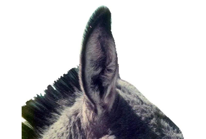 Cómo dibujar orejas de burro | eHow en Español
