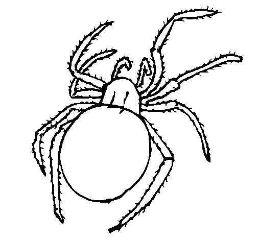 Dibujo de Araña venenosa para Colorear - Dibujos.net