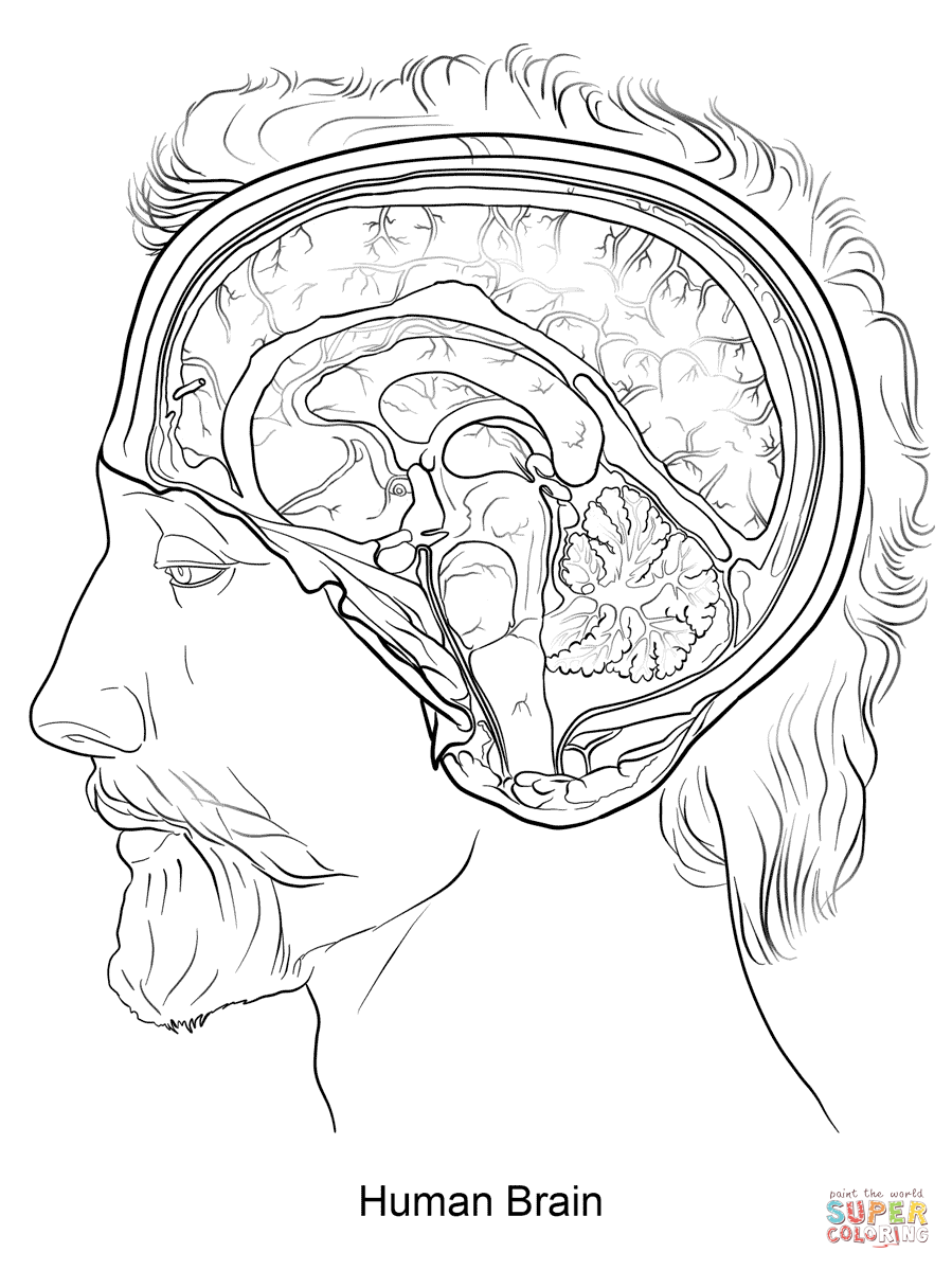 Dibujo de El Cerebro Humano para colorear | Dibujos para colorear ...