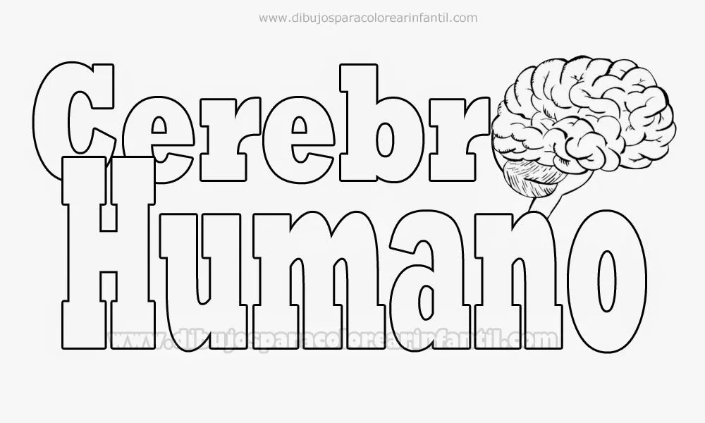 Dibujo del Cerebro Humano para colorear - Laminas ~ Dibujos para ...