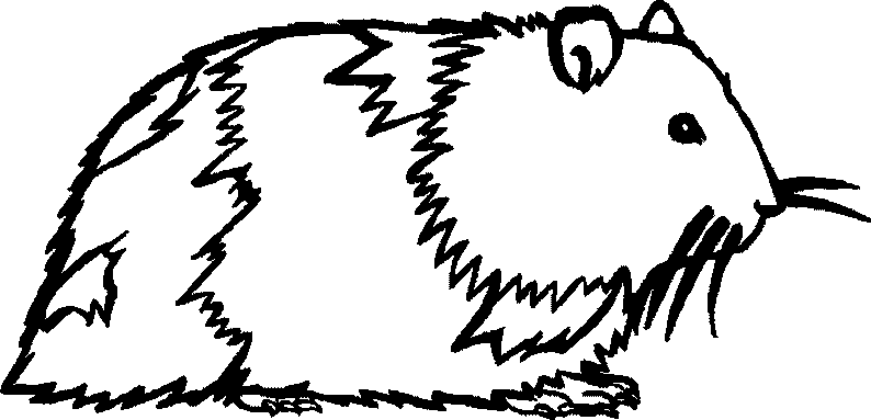 Dibujo de una cobaya y sus partes - Imagui