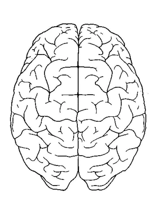 Dibujo para colorear Cerebro visto desde arriba - Img 4300