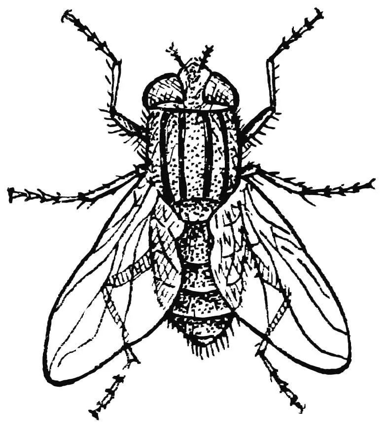 Dibujo para colorear mosca doméstica - Img 15745