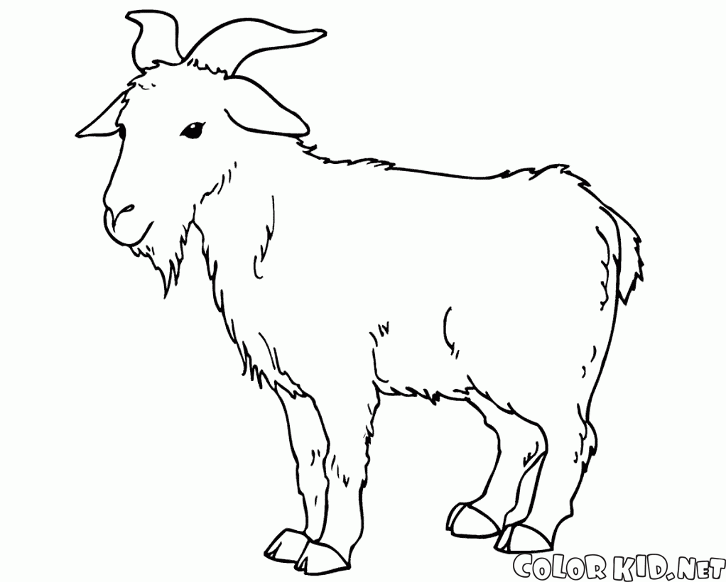 Dibujo para colorear - Ovejas y cabras