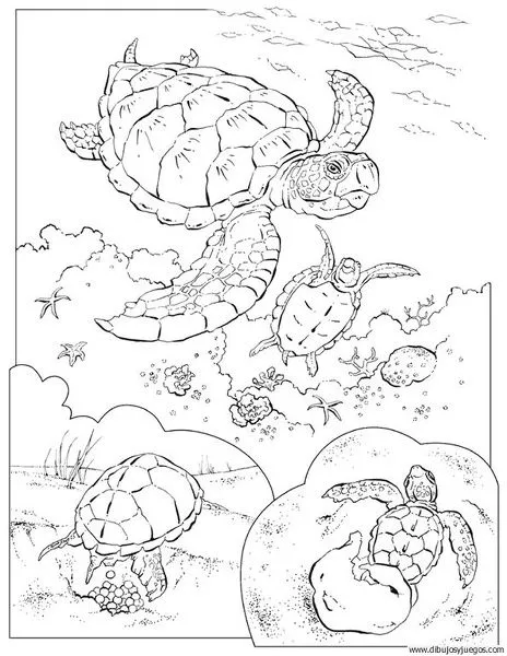 dibujo-de-tortuga-009 | Dibujos y juegos, para pintar y colorear
