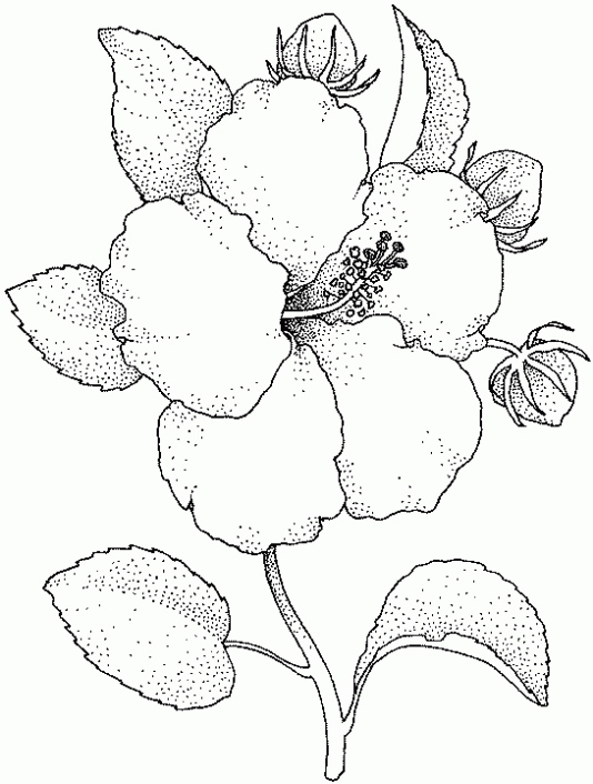 Dibujo de flor de cayena para colorear - Imagui