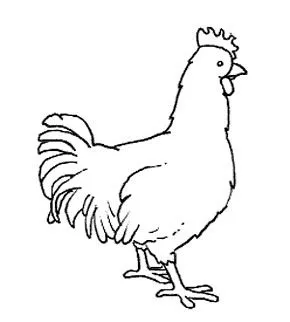 Dibujo de gallo