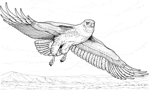 Dibujo de Un gavilán volando para colorear | Dibujos para colorear ...