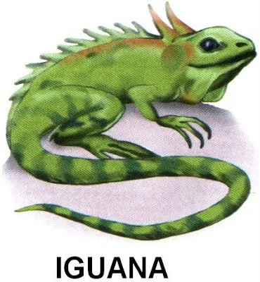 Iguana para colorear - Imagui