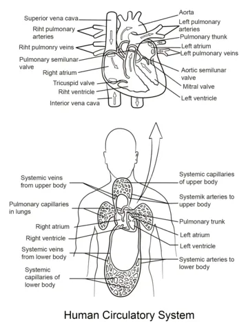 Dibujo de Sistema Circulatorio para colorear | Dibujos para ...