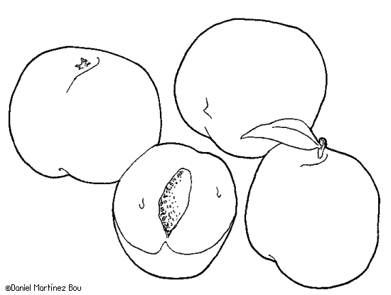 Dibujos de frutas