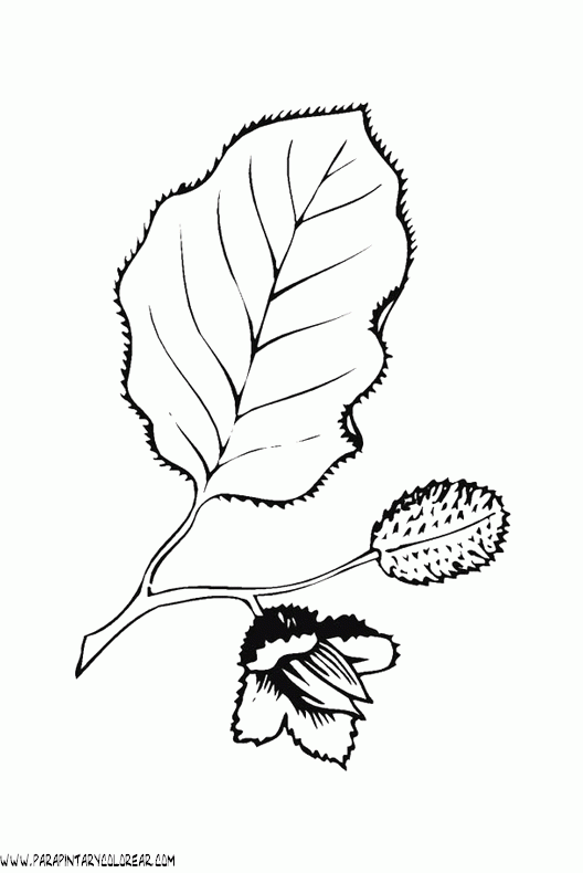 dibujos-para-colorear-de-hojas-de-arboles-003