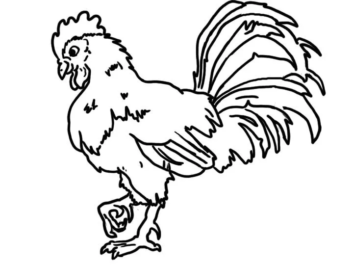 Imagen para colorear gallo - Imagui