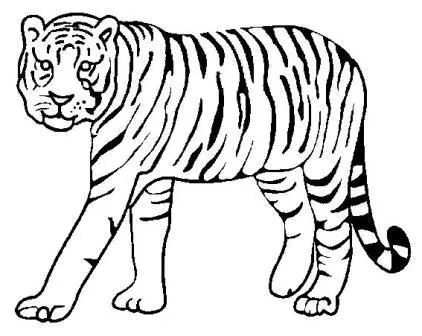 Dibujos de tigres | TIGREPEDIA