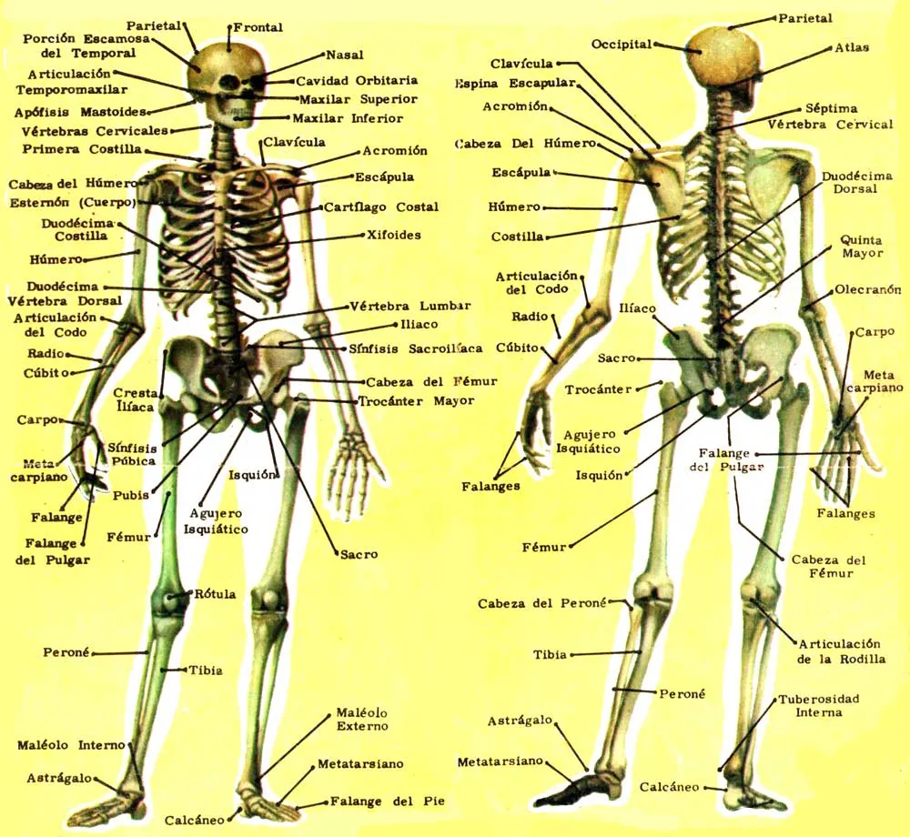 Educación Física en la Red: El esqueleto humano: principales huesos
