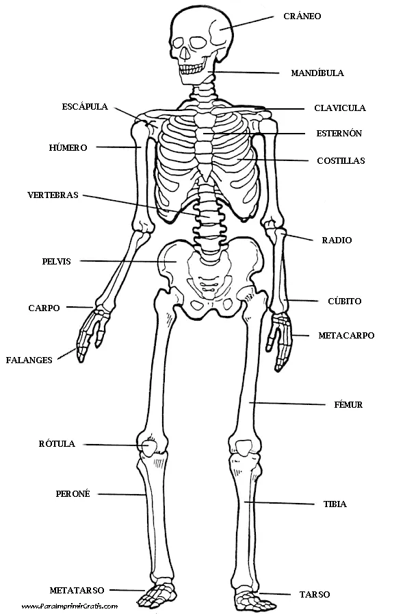 Esqueleto Humano - Para Imprimir Gratis - ParaImprimirGratis.