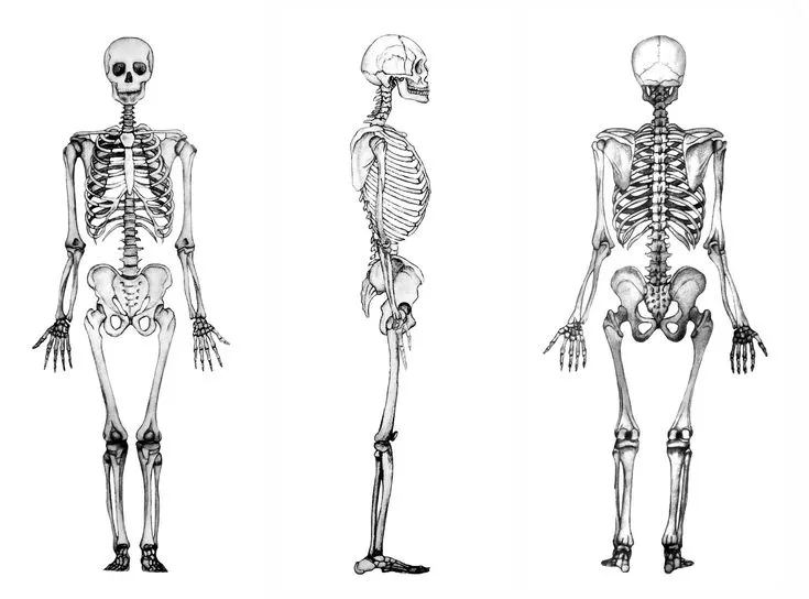 vista-esqueleto-humano.jpg (1600×1184) | Esqueletos | Pinterest ...