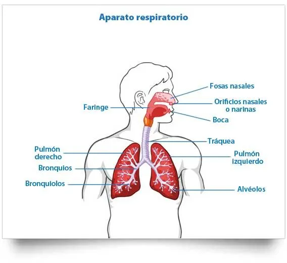 Esquema del aparato respiratorio, Órganos del aparato respiratorio ...