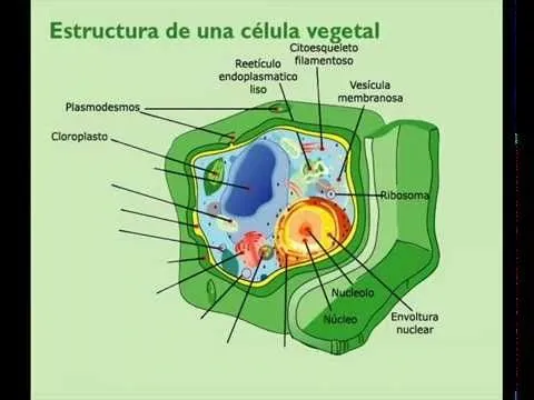 Estructura de la célula vegetal - YouTube