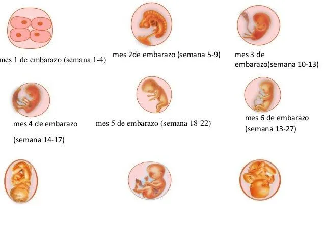 Las etapas del desarrollo fetal