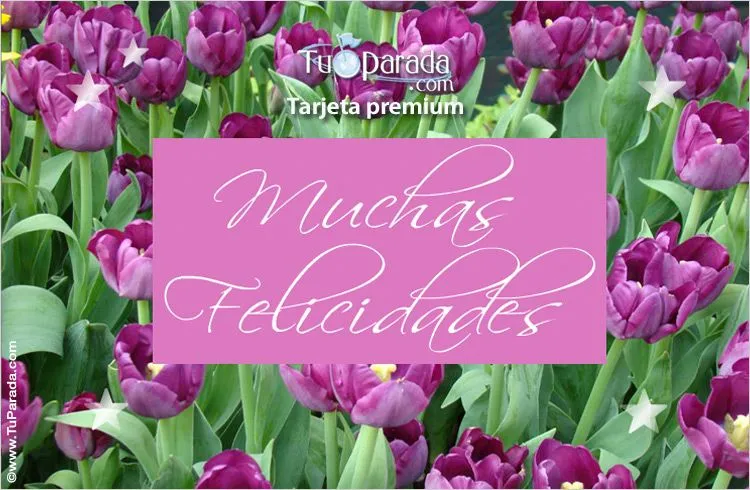 Felicidades con tulipanes lilas. Flores, ver tarjetas, postales ...