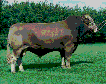 fenotipo el cebu brahman es un ganado de porte grande cabeza ancha ...