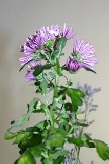 flor morada, planta púrpura, | Descargar Fotos gratis