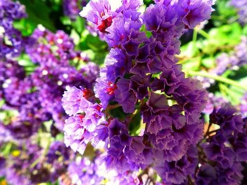 Flor de Papel - Siempreviva - Limonium. | Flickr - Photo Sharing!