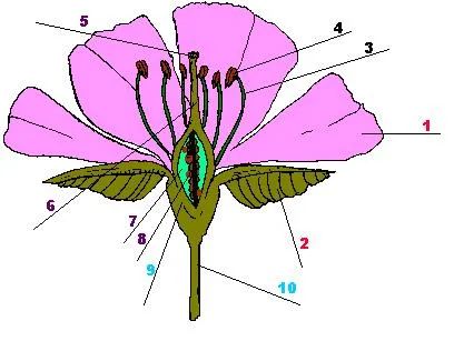 originan una nueva planta las flores estan formadas por tres partes ...