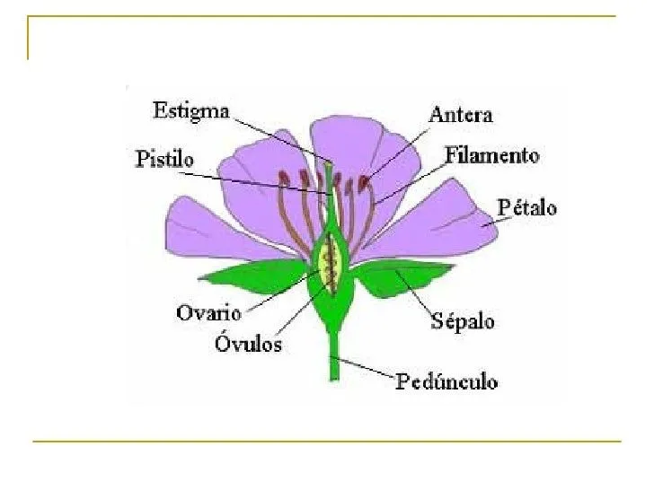 La flor y sus 4 partes - Imagui