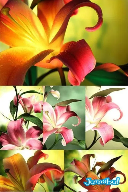 Flores de Colores en JPG HD | Jumabu