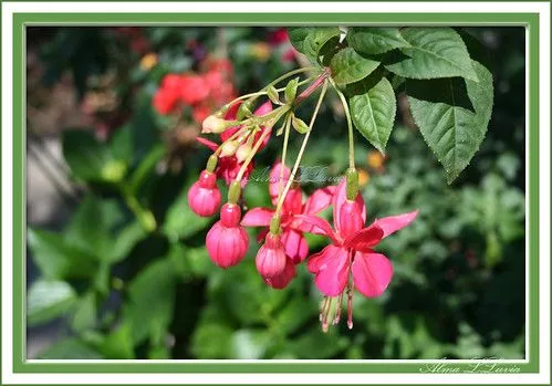 Flores "campanitas" - a photo on Flickriver