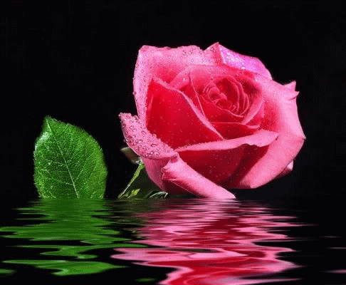 De Flores Y Rosas Hermosas 1 Imagenes Grandes | Rosas hermosas ...