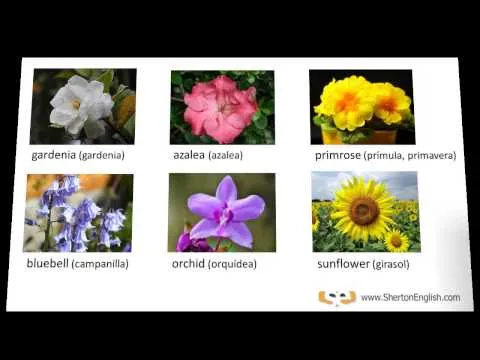 Las Flores - Vocabulario en Inglés - Flowers | Sherton English