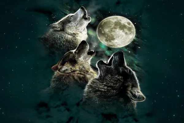 Fondos de lobos, Imágenes: Lobos (página 9)