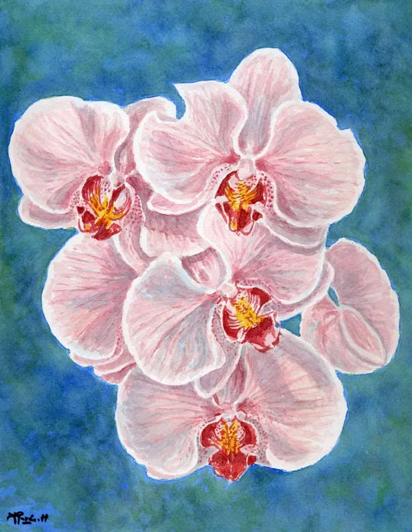 Orquideas pintadas - Imagui