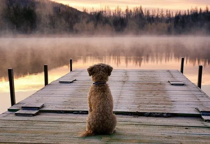 Las Fotos Mas Alucinantes: perro mirando el horizonte