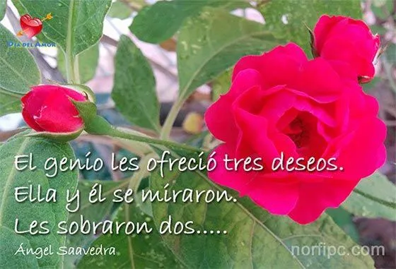 Fotos de flores y rosas con frases para el Día del Amor