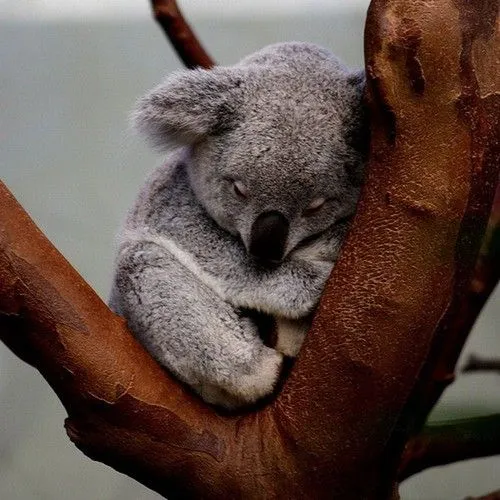Fotos de koalas bebés - Imagui