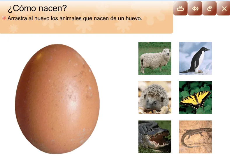 Imagenes de animales que nacen del huevo - Imagui