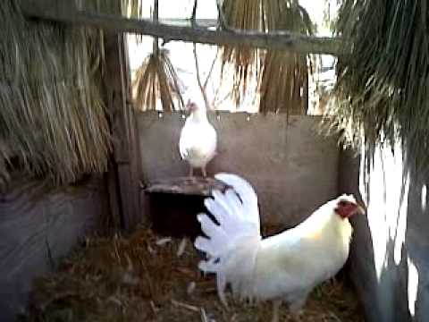 Gallo semental Espanol Blanco de Carlos Diaz - YouTube