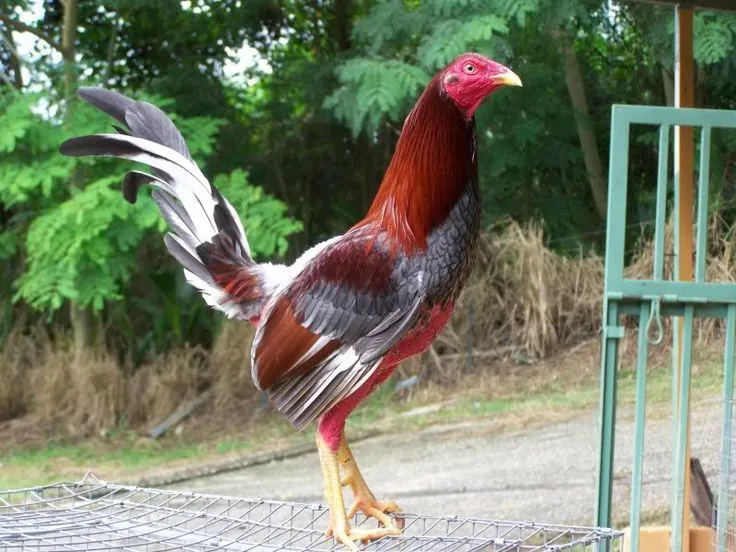 Spanish Game Fowl | roosters | Pinterest | Game Fowl, Spanish and Php