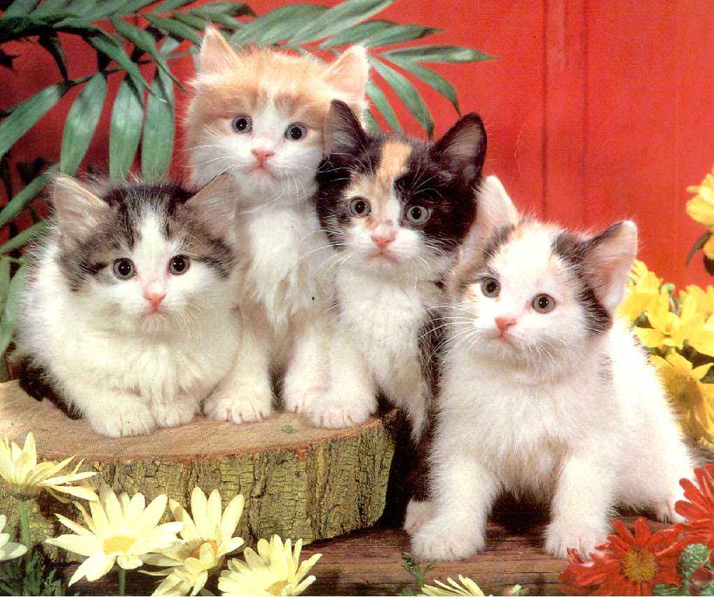 mis gatitos: Una familia de gatos