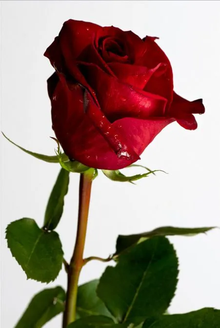 Hermosa rosa roja para compartir en Facebook | Banco de Imágenes