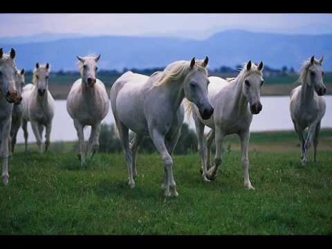 Los hermosos caballos - YouTube