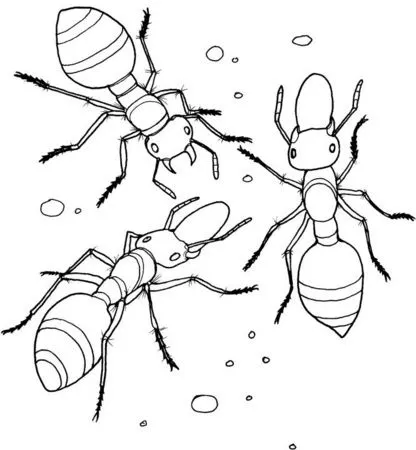Hormigas para colorear animadas - Imagui