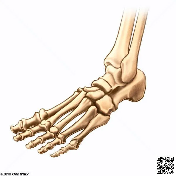 Huesos del Pie - Atlas de Anatomía del Cuerpo Humano - Centralx